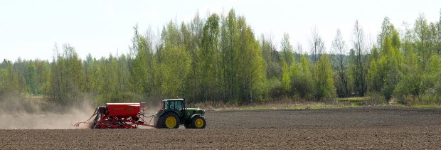 Kevätkylvö. Kuva: Kari Tolonen 