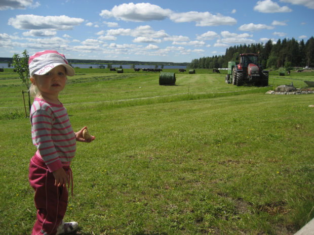 Peltotyöt käynnissä, lehmät laitumella, taustalla kesäinen järvimaisema. Kuva: Lea Eskola.