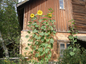 4,5 metriset auringonkukat kasvoivat Paula Sundströmin pihalla viime kesänä. Kuva: Paula Sundström