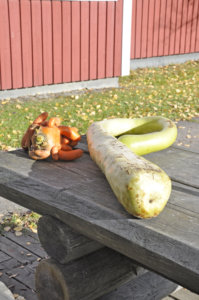 Porkkana ja pitkäkurpitsa kasvoivat Paula Sundströmin hoivissa valtaviksi. Näinden lisäksi hän kasvatti muun muassa valkosipulia, kaalia ja auringonkukkia.