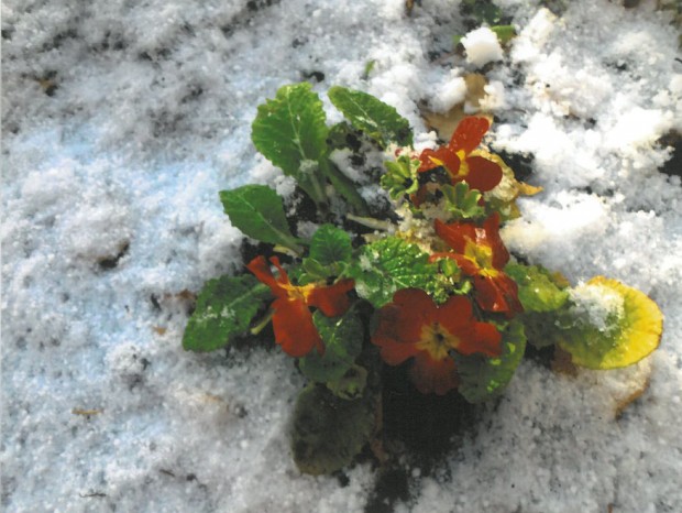 Rakel Siviä Nordman-Naskalin pihalla kukkiva kevätesikko ei välitä vuodenajoista. Ensilumen tullessa maahan lokakuussa se kukoisti viileästä välittämättä tuoden iloa kasvattajalleen.