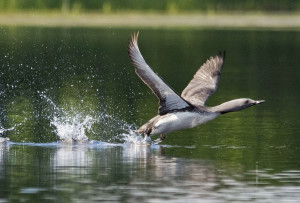 Kaakkurin lentoon lähdössä vesi roiskuu, sillä lintu tarvitsee pitkän kiitoradan saadakseen vastatuulessa riittävästi ilmaa siipiensä alle. Kuva: Kari Isokivijärvi