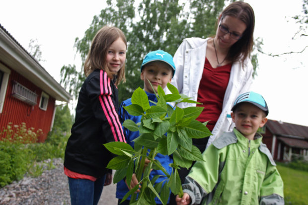 Taru Mäkimattila ja hänen lapsensa Laura, 8, Aapo, 6 ja Samu, 4, esittelevät juuri nypittyjä jättipalsameja. Vielä kasvi ei ole kukassa.