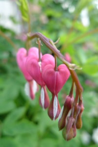 Särkynt sydän on vanha perinteinen kasvi, joka helposti häviää jos se jää vaille hoitoa.Muun muassa sitä ei vielä ole saatu perinnekasvien kokoelmiin.