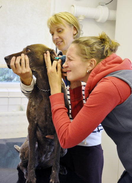 Reija Junkkari kurkkaa Emmin korvaan Jaana Romun varmistaessa, että koiran pää pysyy paikoillaan. Kaksi eläinlääkäriä mahdollistaa pieneläinten hoidon Vesilahden eläinlääkäriasemalla entistä joustavammin.