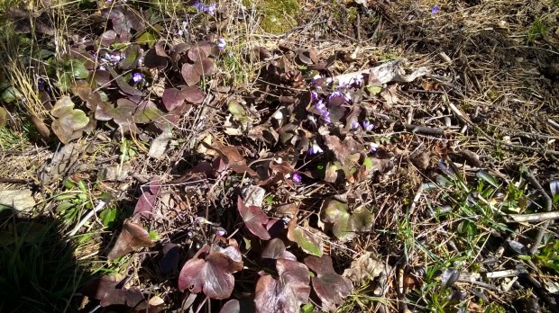 Lempääläläinen Jouko Rautkivi ikuisti kevään ensimmäisiä sinivuokkoja. Rautkiven mukaan sinivuokot puhkesivat kukkaan torstaina 9. huhtikuuta.