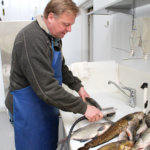 Pirkanmaan kalatalouskeskus: Kuhan alamitan säätelyn perustuttava tutkittuun tietoon