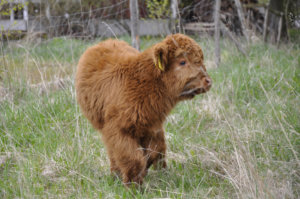 Highland cattle-karjaa laiduntaa Mantereen tilalla jo yhteensä 46 kappaletta. 