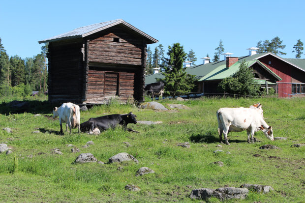 Lehmät on päästettävä nauttimaan ulkoilmasta vahin 60 päivän ajaksi 1.5-31.9. välisenä aikana. Kuva: Erkki Koivisto