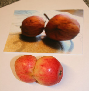 Sulkolalainen omenapuu tekee siamilaisia kaksosia.