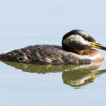 Vesilahden ”Merikotkat” havaitsi 48 eri lintulajia