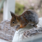 Orava jäi terassille kiipeliin, pelastuslaitos auttoi kurren takaisin luontoon