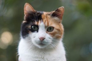 close-up-photo-of-caleco-cat-1131400