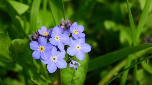 forget-me-not-forest-2308297_1920