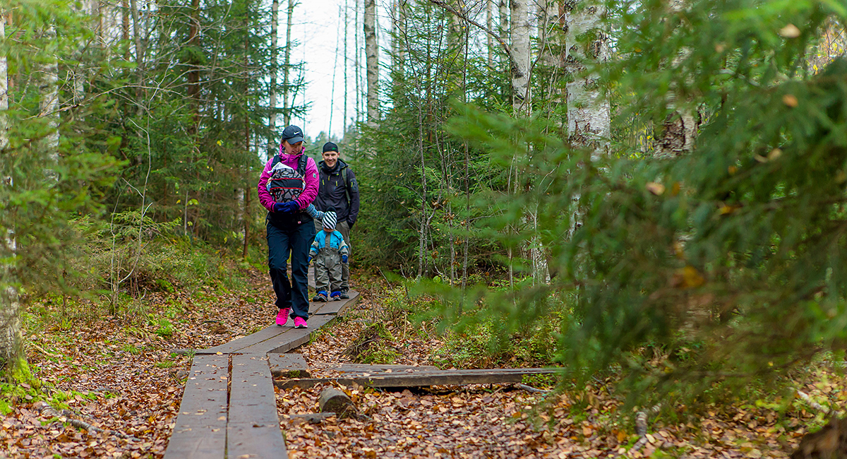 Siisjärvi sai laavun: Birgitan polkua kunnostetaan yli 200 000 eurolla – työ jatkuu