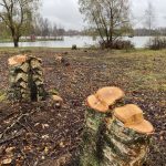 Kunnan puistosta kaadettu laittomasti lähes 100 puuta – tutkintapyyntö poliisille