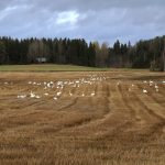 Mykistävä näky: Lempäälässä lokakuussa yli 300 valkolintua – Laulujoutsenilla perinteinen marraslaskenta