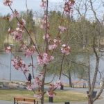 Kirsikkapuu kukkii Myllärinpuistossa