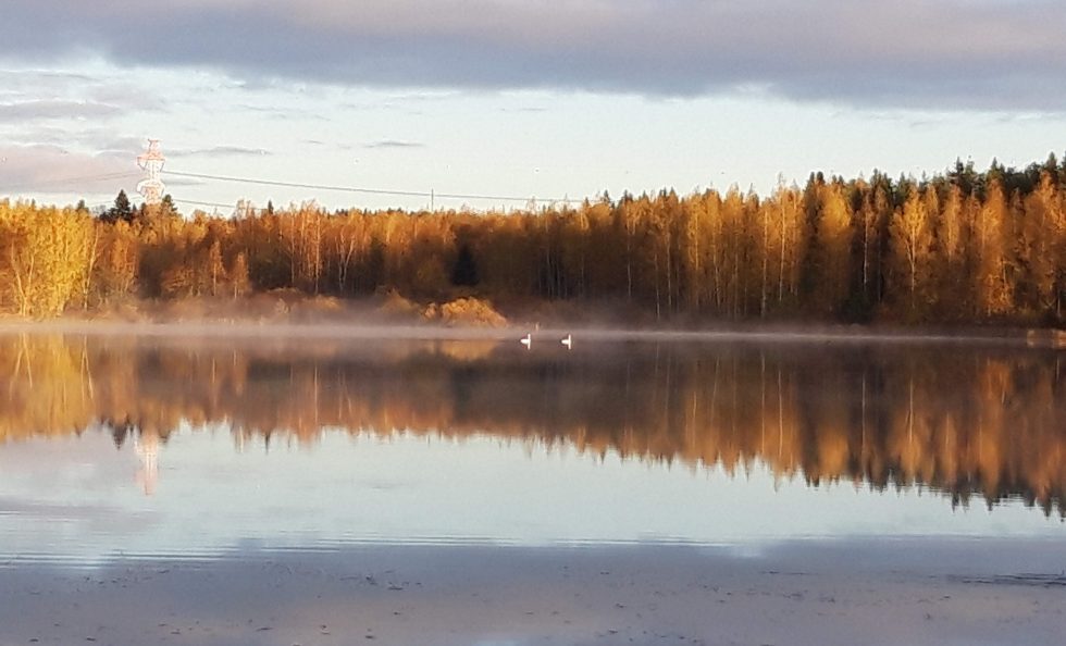 Lukijankuva_joutsenetRuotasjärvi