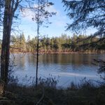Asukkaat eivät halua Sääksjärven lähiluontoa tuhottavan – Mielenilmaus LemPi-metsän puolesta