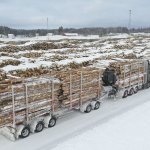 Päättyvä talvi suosi puiden hakkuita ja kuljetuksia – Hyvät säät näyttävät jatkuvan ainakin pääsiäiseen