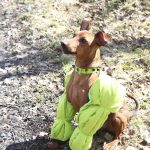 Käärijä-huuma levisi Krääkkiöön – Anna Vilkki teki koiralleen Ilmarille neonvihreät kaalimatohihat