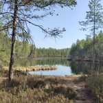 Tampereen kaupunkiseutu tarvitsee LemPi-metsää – Ottakaa huomioon asukkaiden toiveet lähiluonnon säilyttämisestä