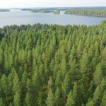 MetsätKuntoon LKV: Autamme metsätilan tulevaisuuden ratkaisuissa