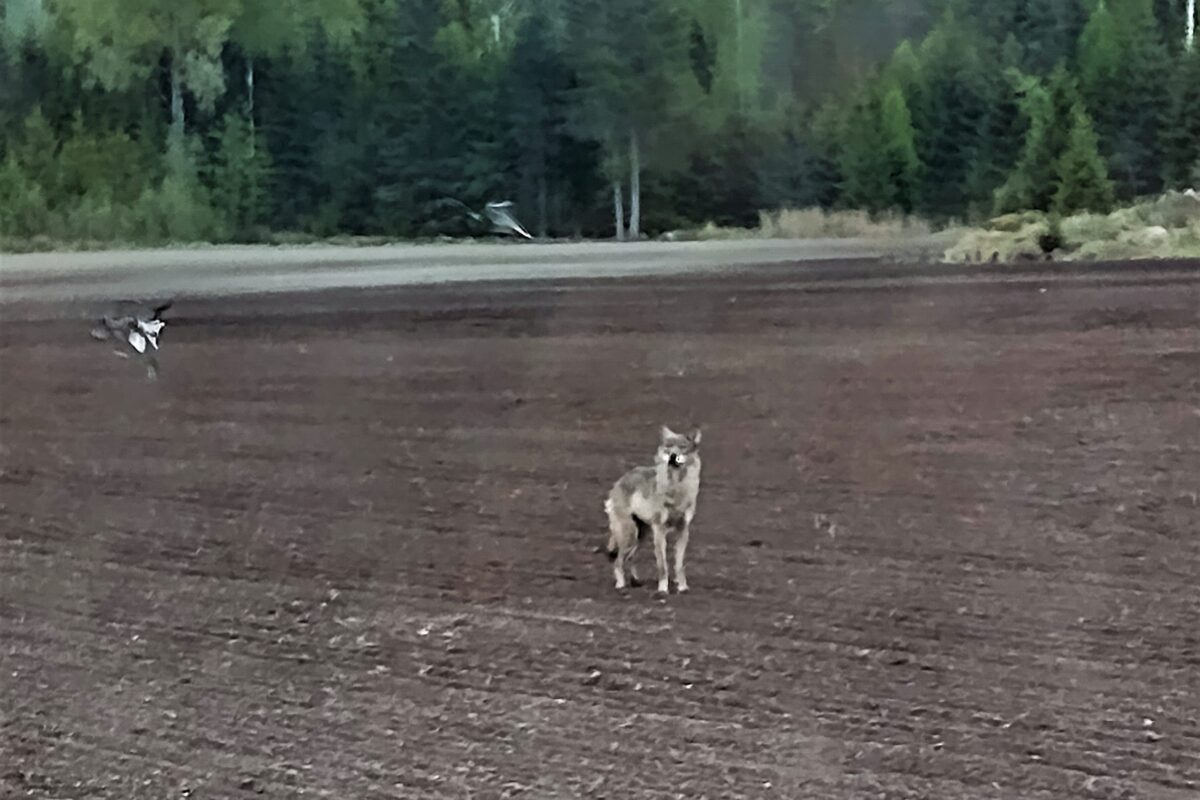 Taas susihavainto Lempäälässä: Säijän alueella koululaisille koulukuljetus