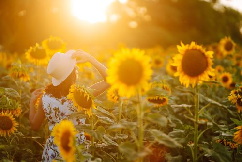 Young woman strolling through field with sunflowers at sunset. C