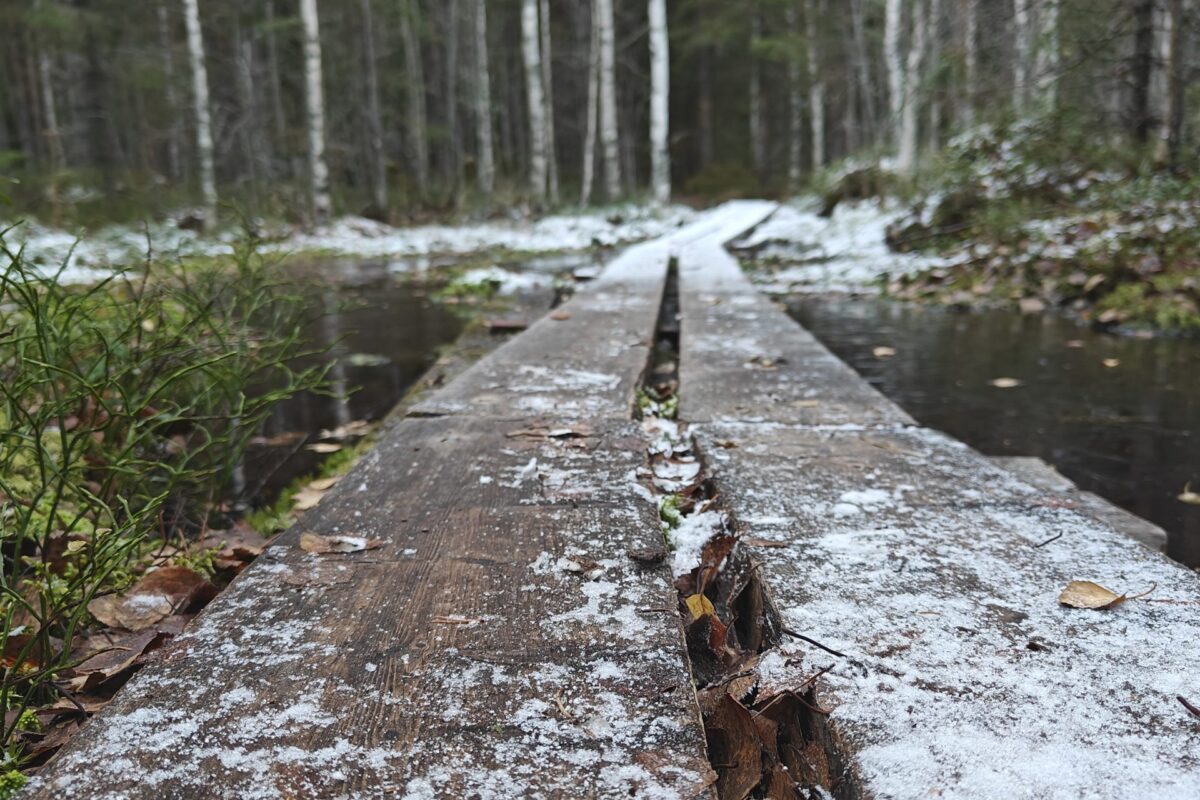 LemPi-metsä uhan alla – kiire kaavoituksessa ohittaa luontoarvot