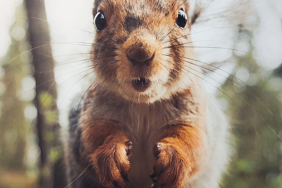 Oravakuiskaajan konstailematonta luontokuvaa: Eye to Eye -näyttelyssä katsoja pääsee katsomaan läheltä kuvattuja eläimiä silmästä silmään