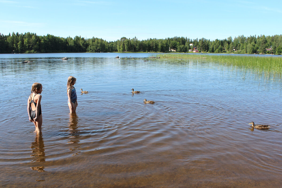 Viileä sää helpotti sinilevätilannetta – Paunun rannassa ei enää suositusta uinnin välttämiseksi