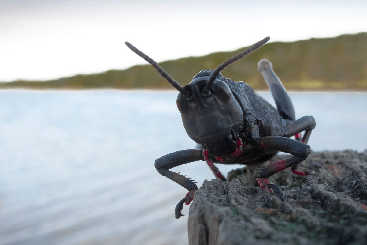 Länsirinteen ötökkäkuva oli voitokas