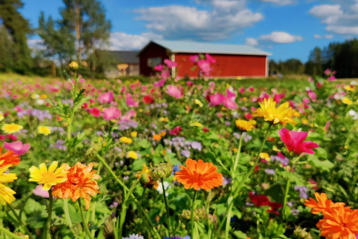 Tuskastuttaako laikuiksi palanut nurmikko? Kokeile perustaa paahteiselle paikalle niitty – Lue ammattilaisen vinkit kostean ja paahteisen paikan kukkaniittyihin