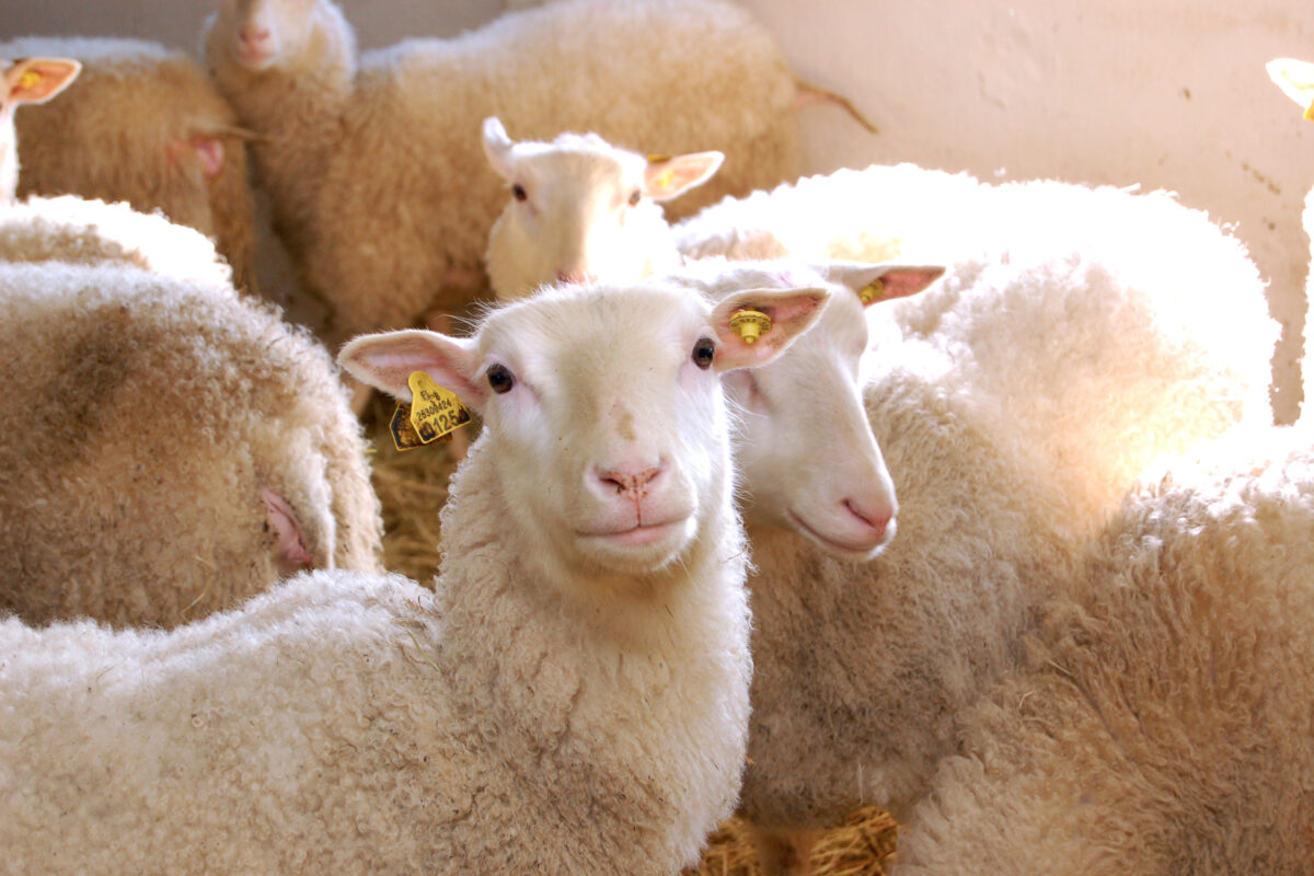 Suurpetotuhot 2023: Ilvesperhe tappoi lampaita Lempäälässä