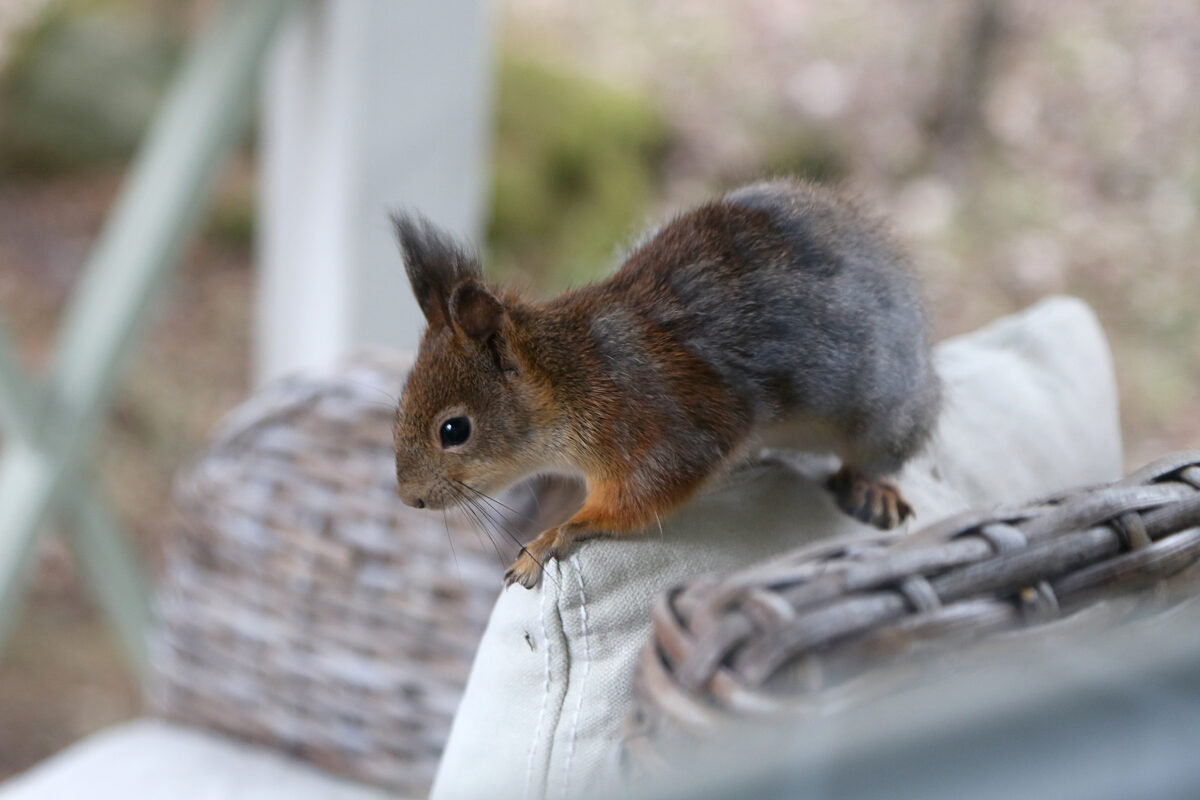 Orava jäi terassille kiipeliin, pelastuslaitos auttoi kurren takaisin luontoon
