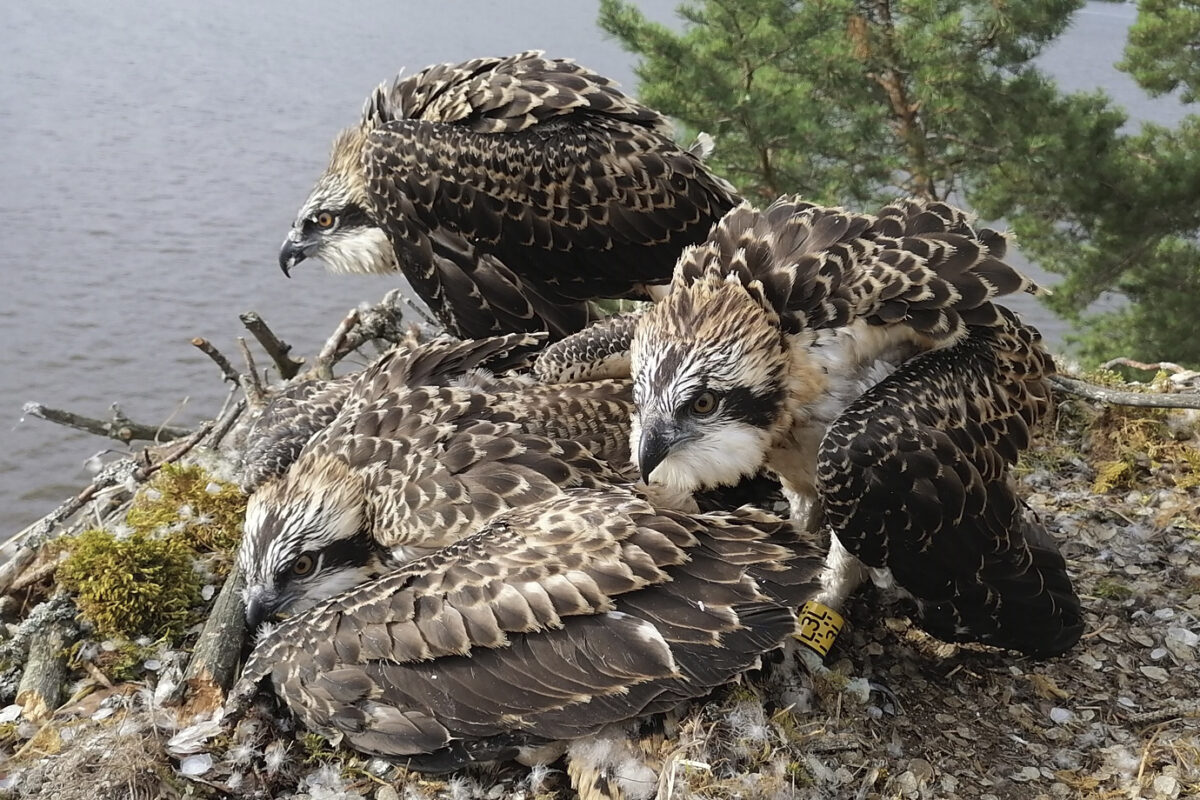 Sääksi jatkuva ilonaihe