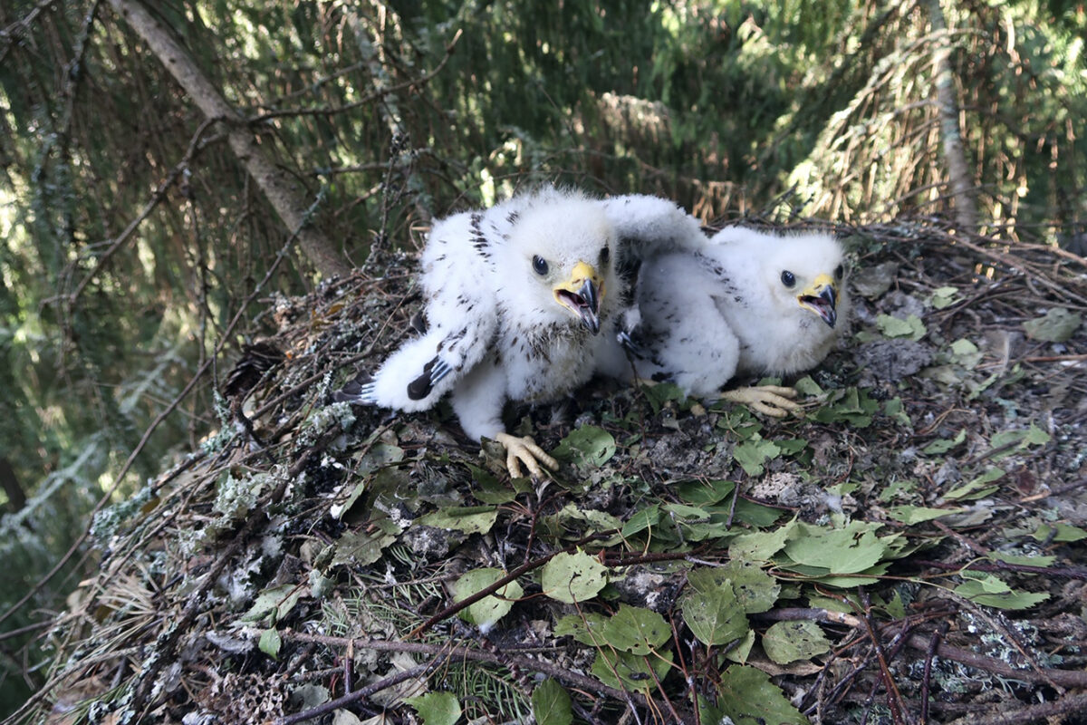 Mehiläishaukan poikasilla on jännittävät ajat