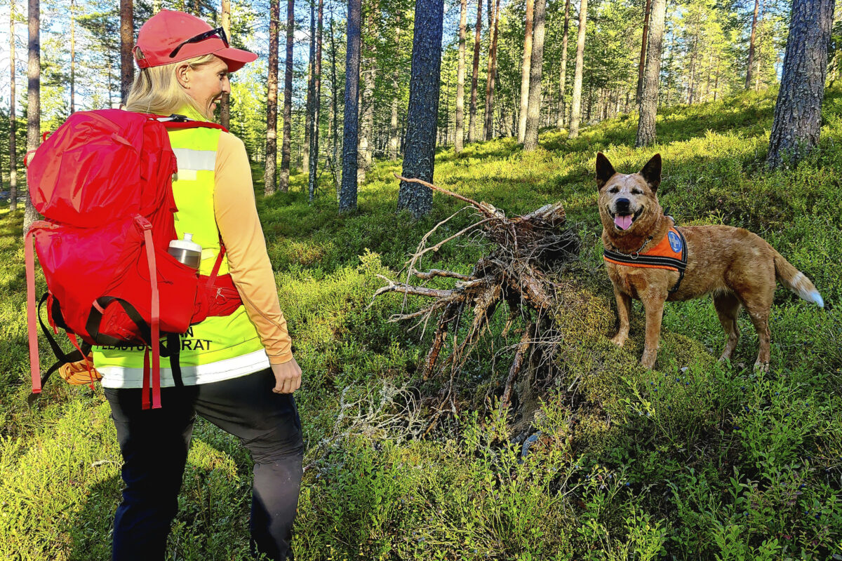 Koiraharrastaja kohtasi suden lähietäisyydeltä Narvan metsäautotiellä