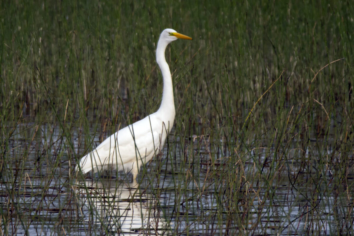 EuroBirdwatch Vesilahdessa – valkoposkihanhien massamuutto alkoi